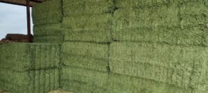 Lucerne bales stacked under a shed roof