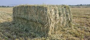 Large lucerne bale in a harvested field