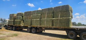 Truck loaded with lucerne bales for delivery