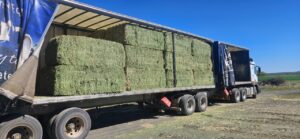 Lucerne bales loaded on a curtain-side truck