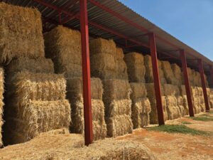 Hay bales stored in an open-sided shed