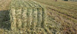 Freshly baled lucerne in the field
