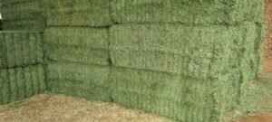 Wall of stacked lucerne bales