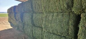 Row of lucerne bales stacked outdoors