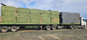 Interlink truck loaded with lucerne bales