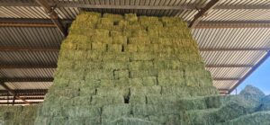 Lucerne bales stacked high in a shed