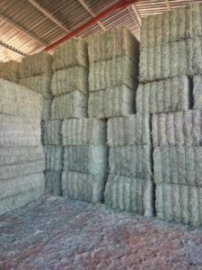Bales of lucerne stored in a feed shed
