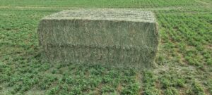 Single lucerne bale on green pasture
