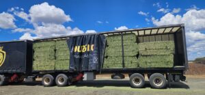 Lucerne bales loaded on a truck and trailer