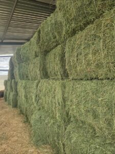 Stack of green lucerne bales in a shed