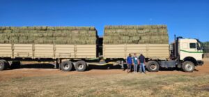 Two flatbed trucks loaded with bales for bulk feed delivery