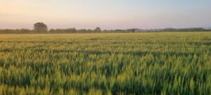 Green crop field at sunset